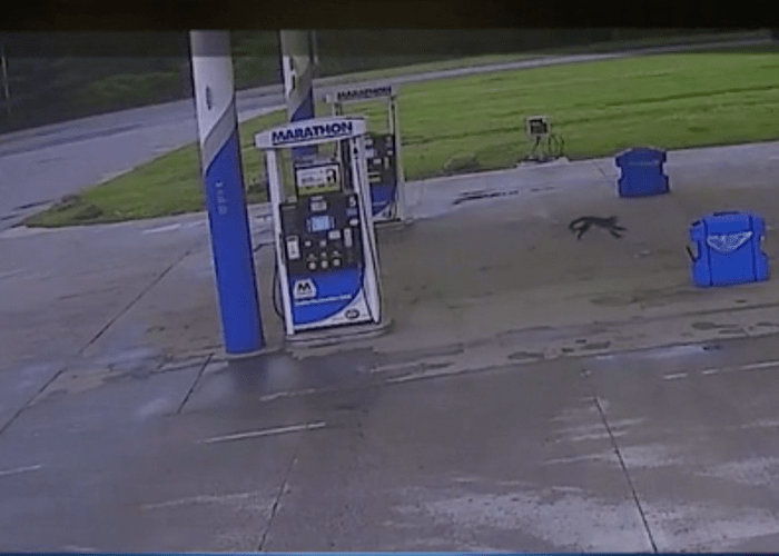 Escaped monkey runs amok at Ohio truck stop