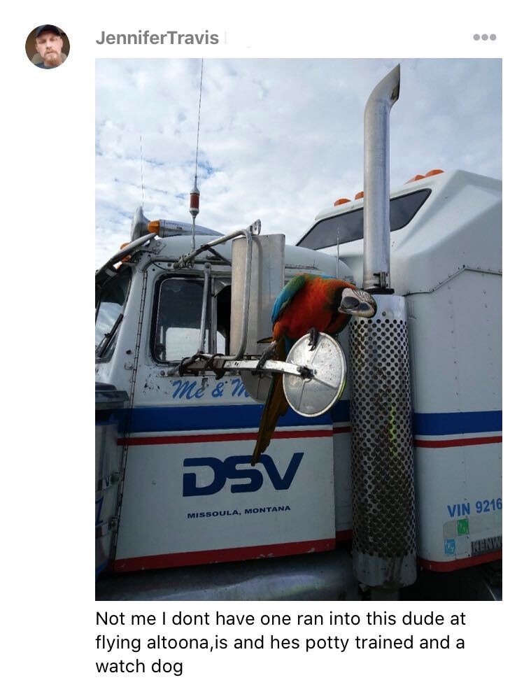 These wild trucking pets are a mustsee