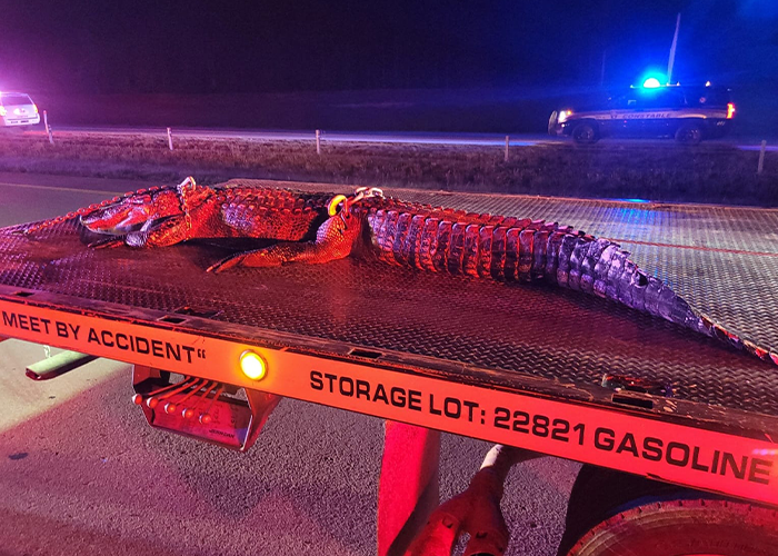 10foot alligator causes serious highway crash