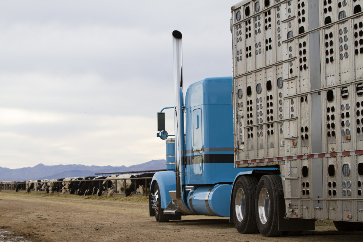 FMCSA says no to Hours of Service exemption for livestock haulers