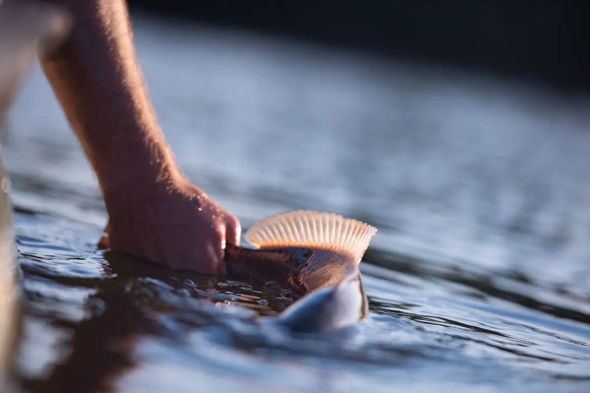 Carolina Rig for Redfish Tips and Techniques for Successful Fishing