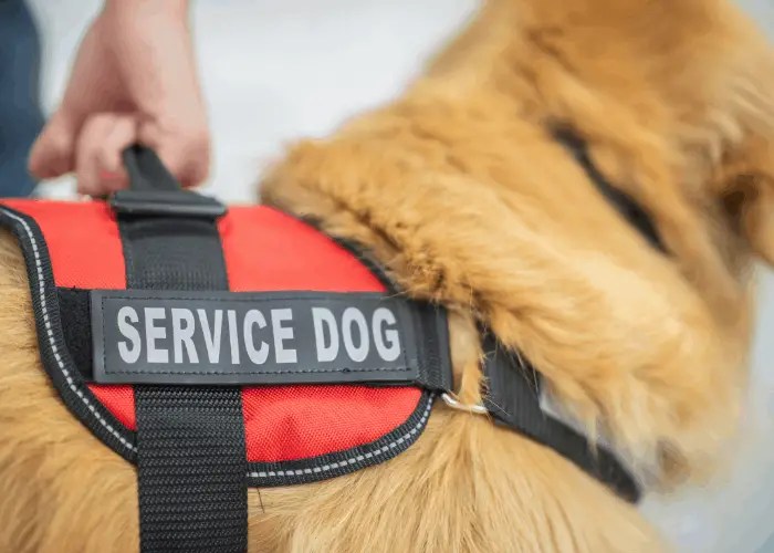 Are Dogs Allowed In Walmart? ( 2021 Dog Policy Guide )