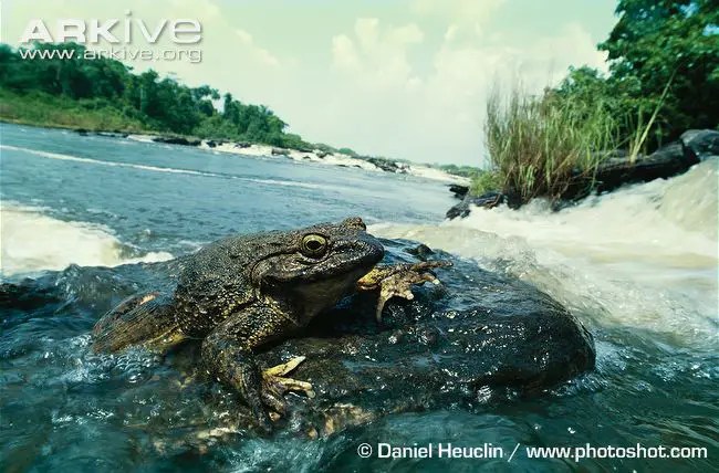 Fun Frogs and Toads Facts for Kids