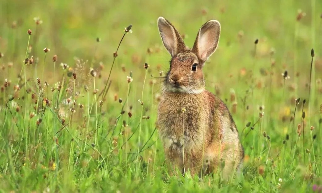 What Do Wild Bunnies Eat?