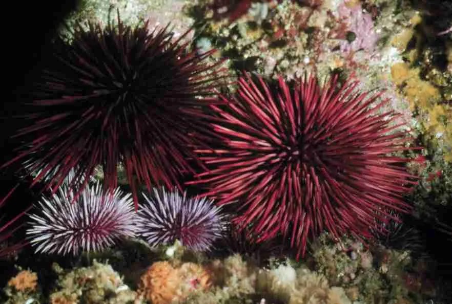 What Do Sea Urchins Eat?