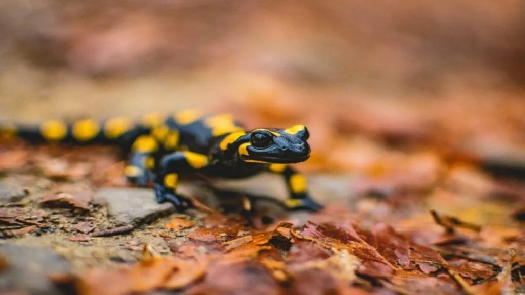 What Do Salamanders Eat [Salamander's Diet YearRound]
