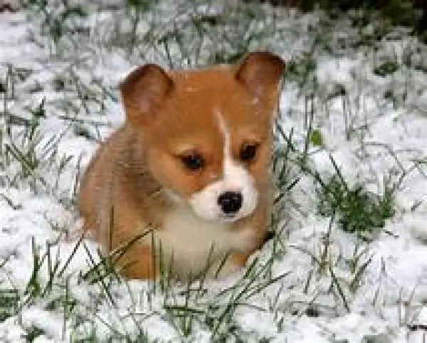 Random Pet Generator GeneratorMix
