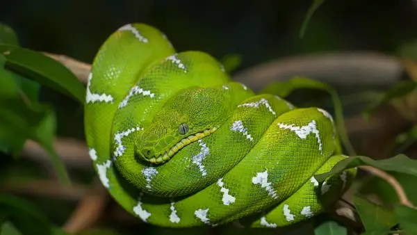 Random Reptile GeneratorMix