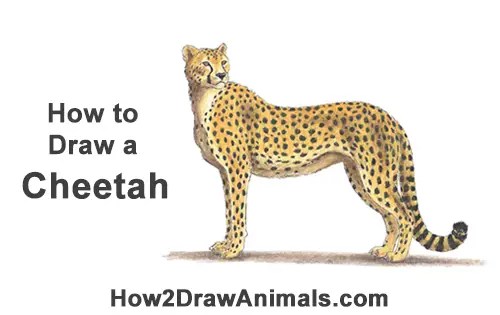 Leopard face drawing at getdrawings. How To Draw A Cheetah Color Video Step By Step Pictures