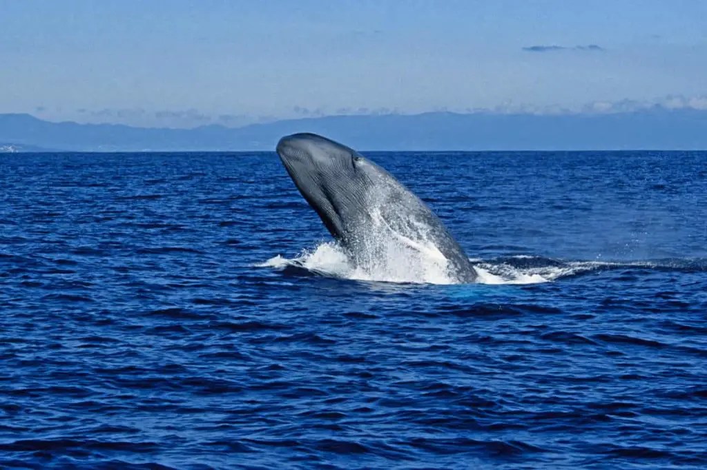 10 Interesting Blue Whale Facts (with pictures) PickyTop