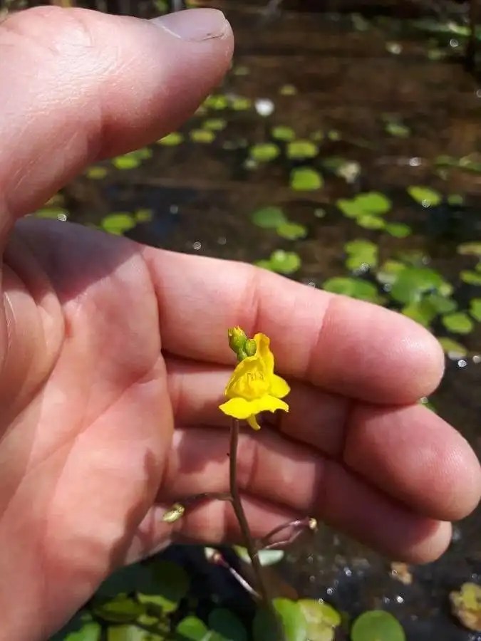 Top 10 Smallest Flowers in the World