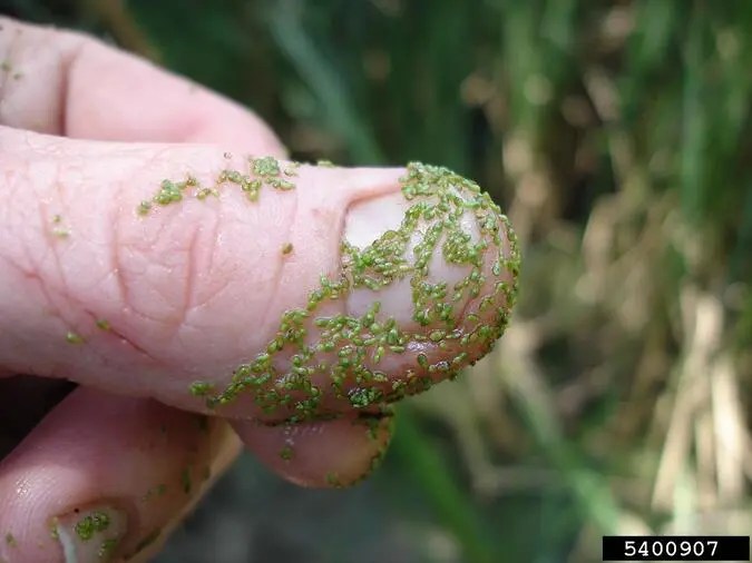 Top 10 Smallest Flowers in the World