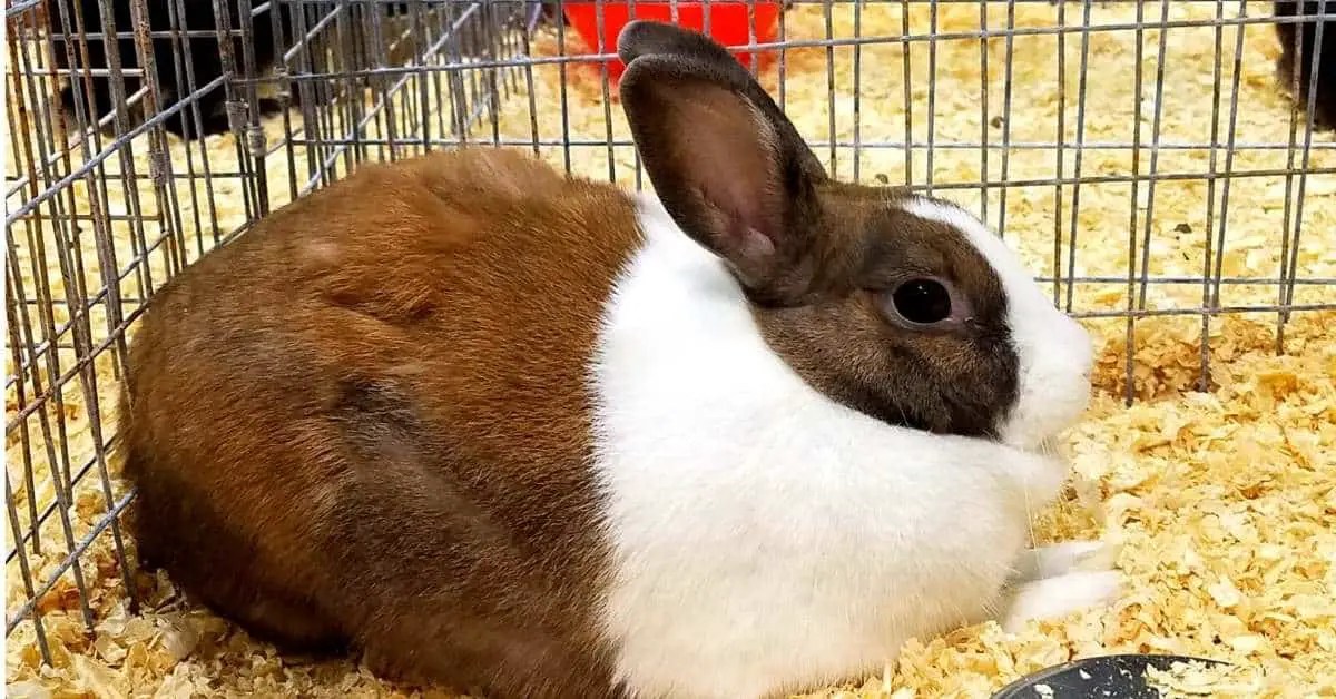 How Long Do Pet Rabbits Live? Data by breed