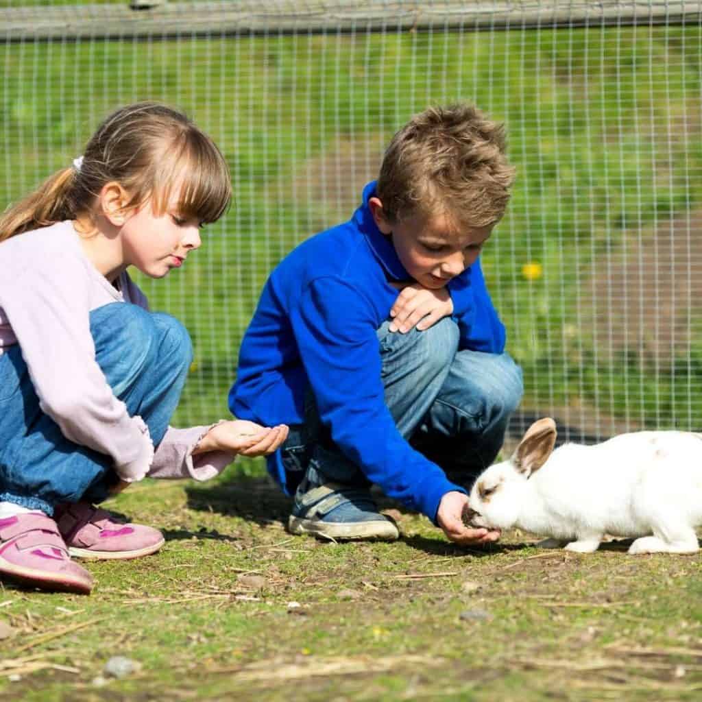 Best Rabbits For A Kids Pet Rabbit Breeds For Children.