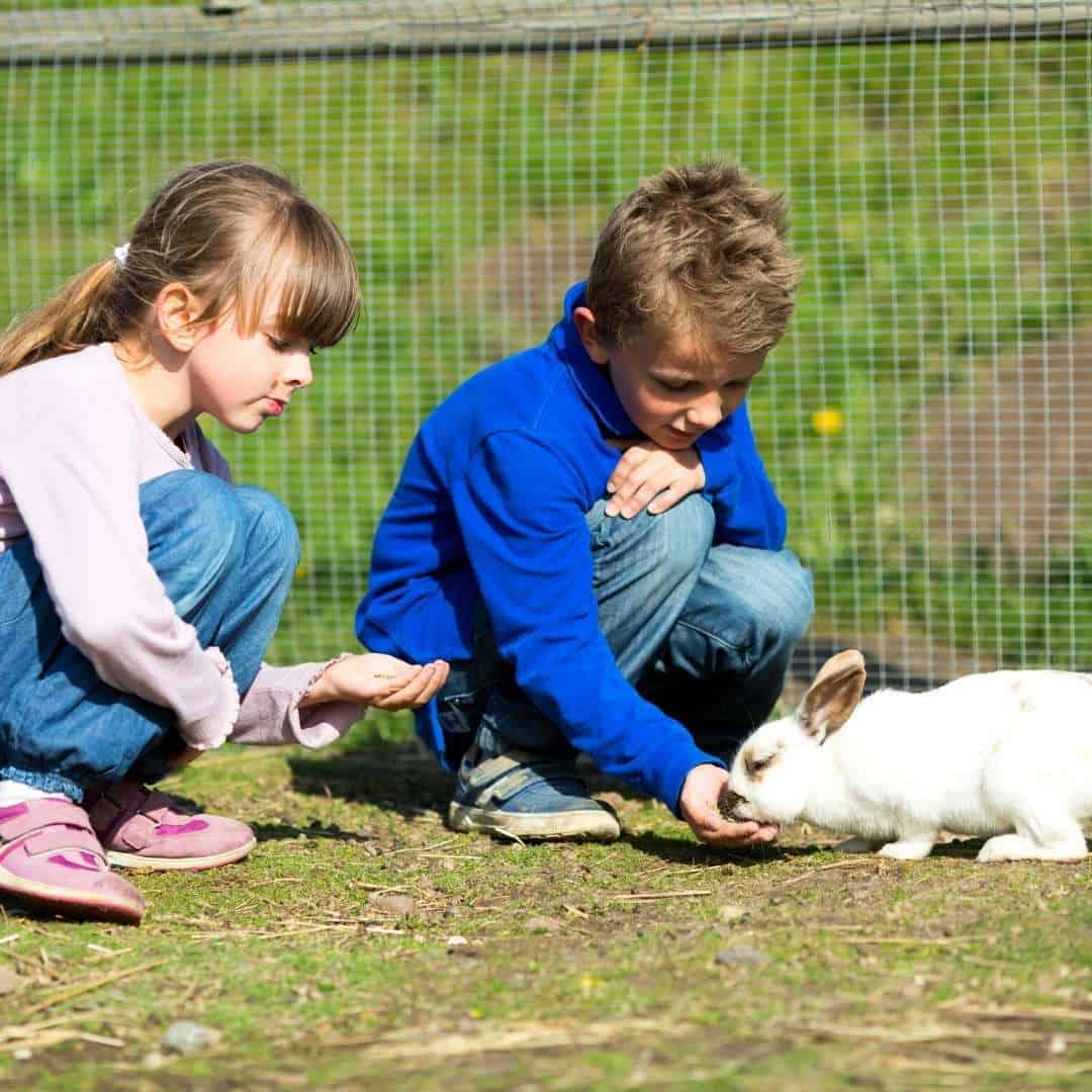 Best Rabbits For A Kids Pet Rabbit Breeds For Children.