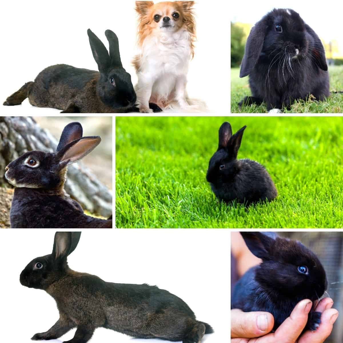 Names For Black Rabbits 436 Black Bunny Names.
