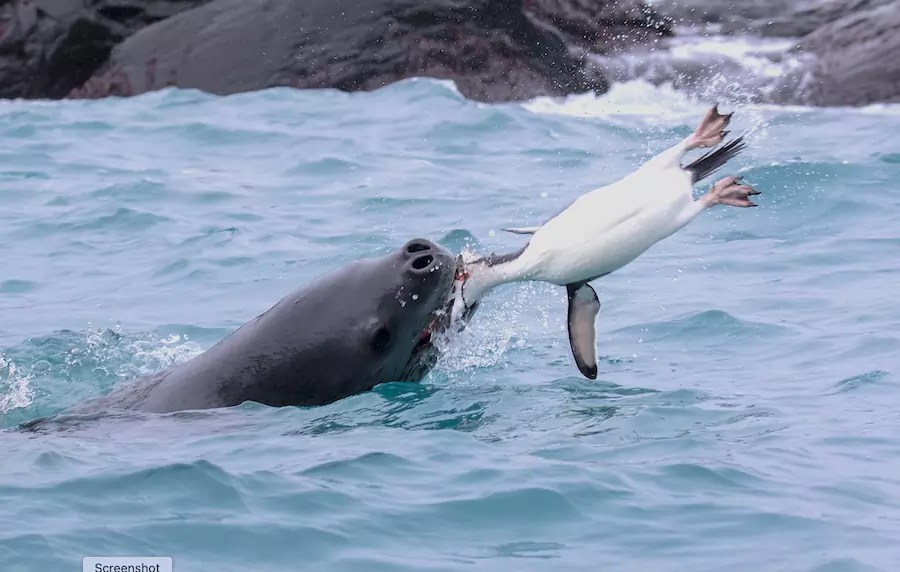 Do Seals Eat Penguins Yes, Here’s What Else They Do to Them