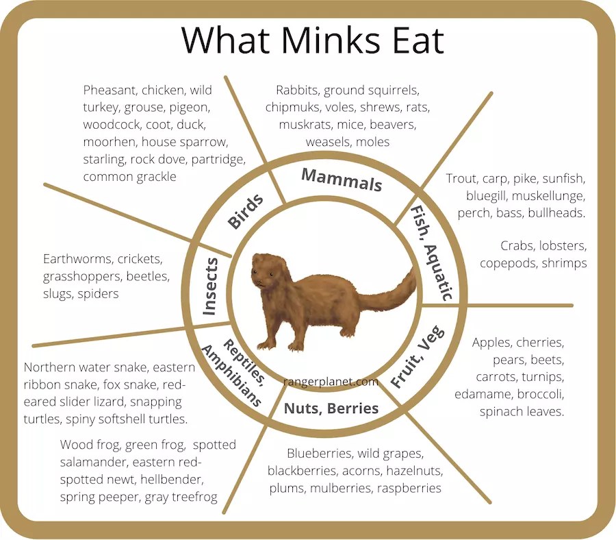 What Do Minks Eat Complete List of What Minks Prey On