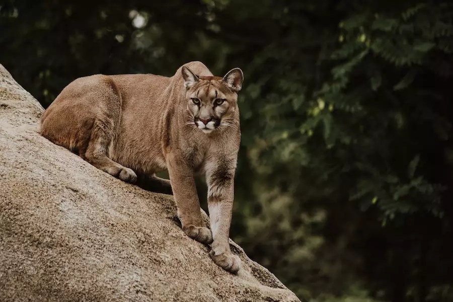 What Do Mountain Lions Eat? Complete List of a Cougar’s Prey