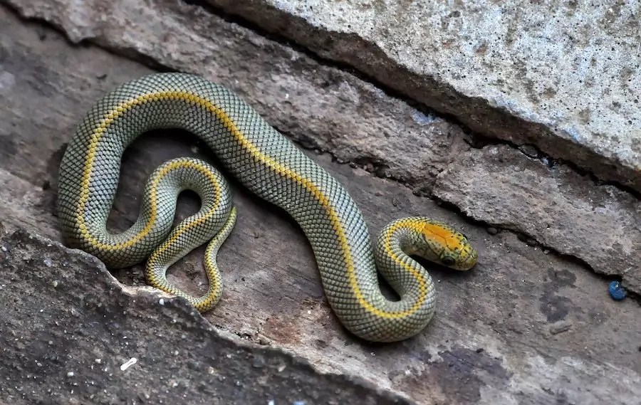 Can Snakes Climb Walls Which Snakes Climb Which Surfaces