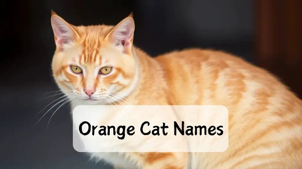 650+ Orange Cat Names for Your Ginger Furball