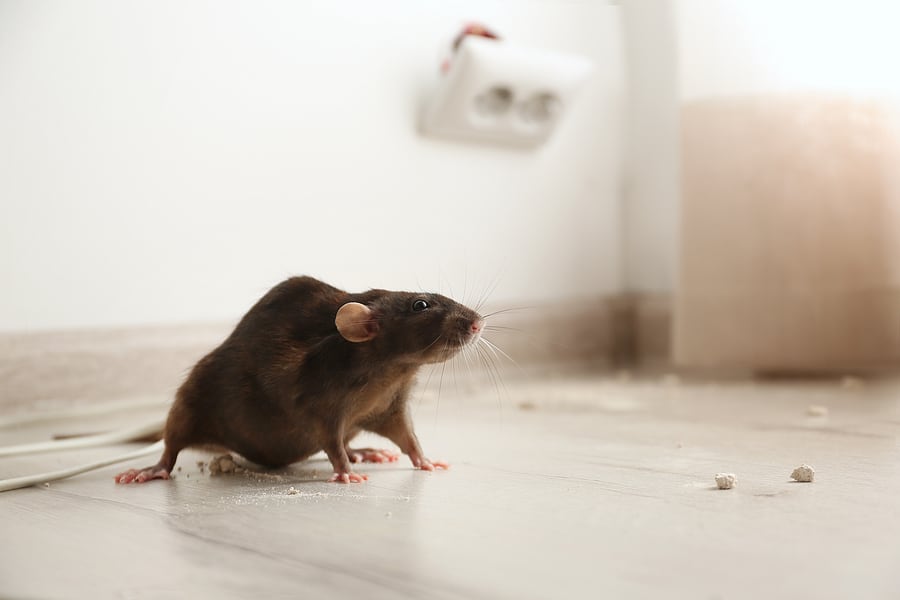 Winnipeg best pest control experts COMBAT PEST CONTROL SERVICES