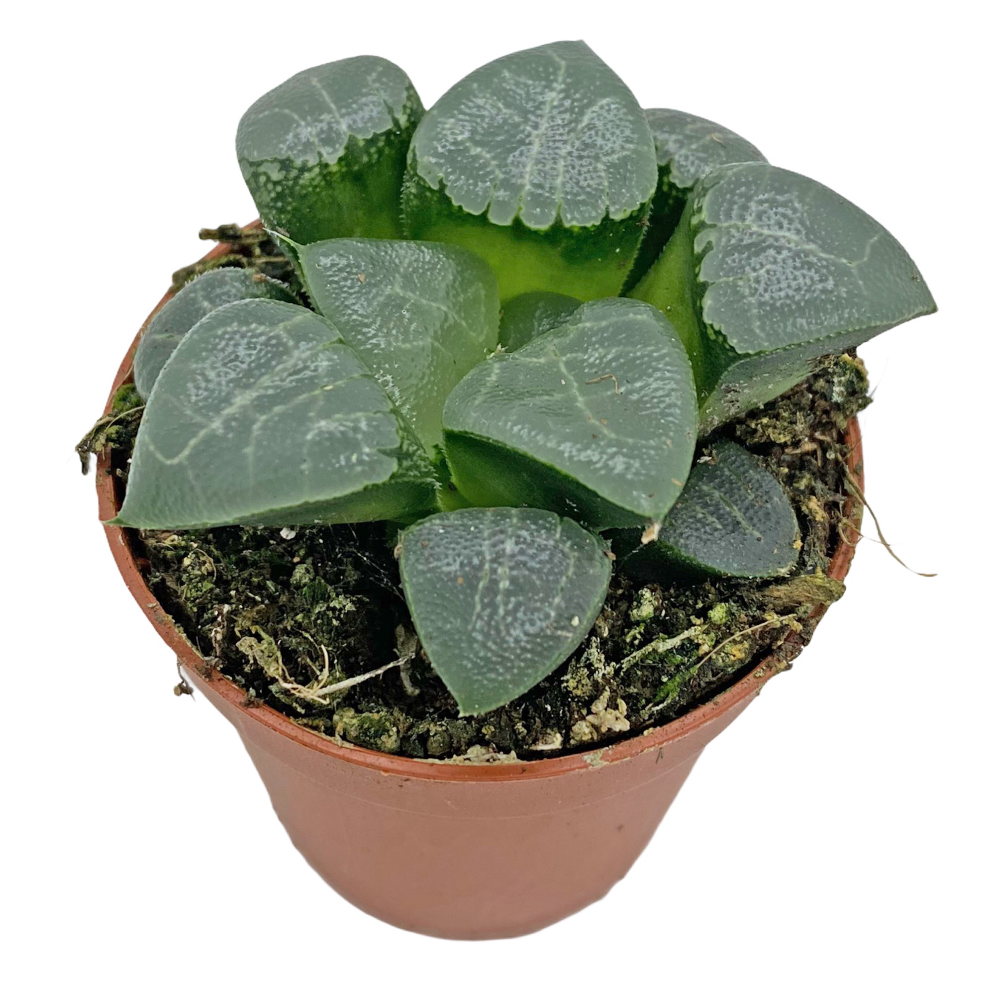 Haworthia cooperi Unusual Succulent Houseplant Transparent