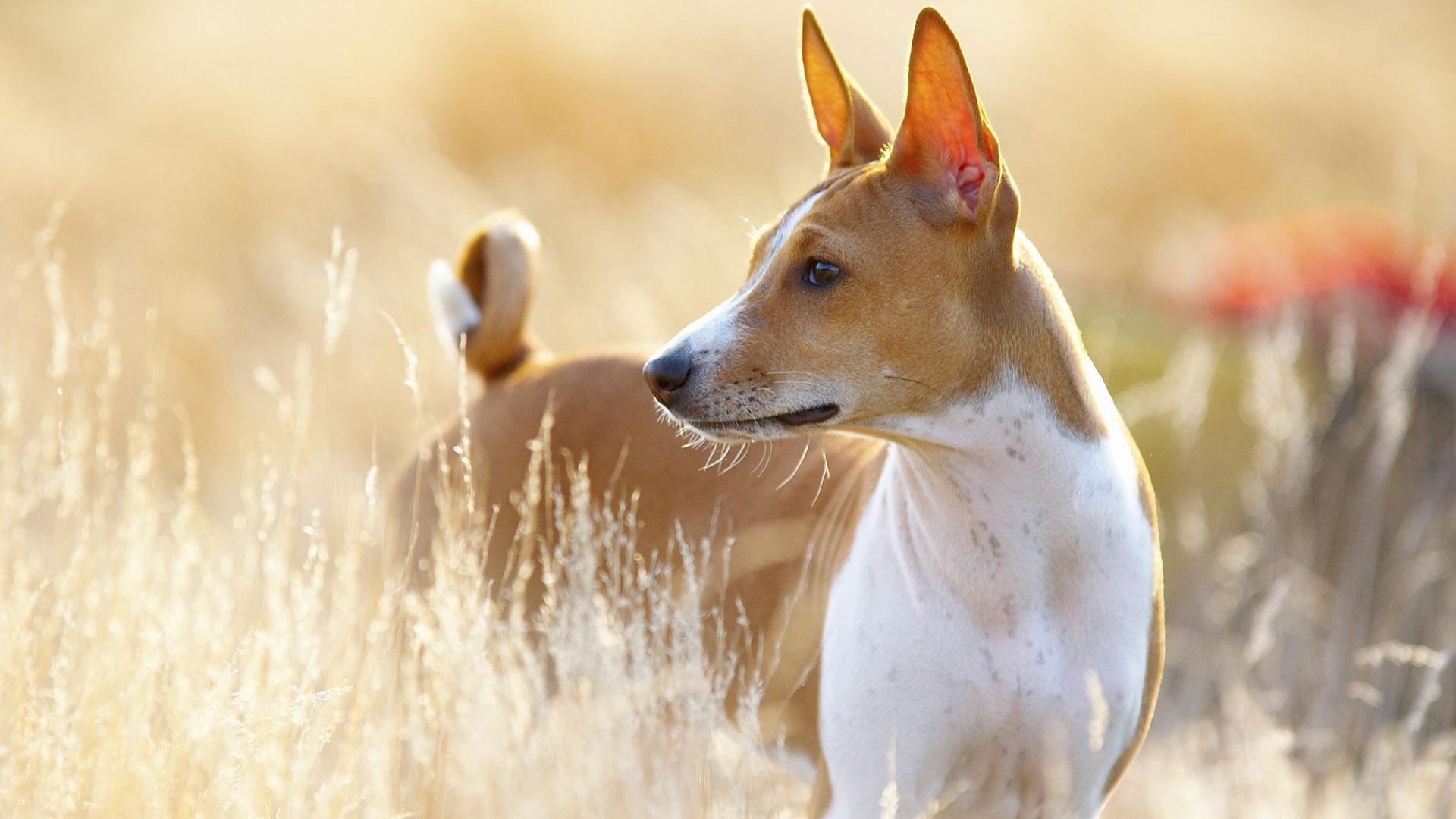 Top 10 best hypoallergenic dog breeds
