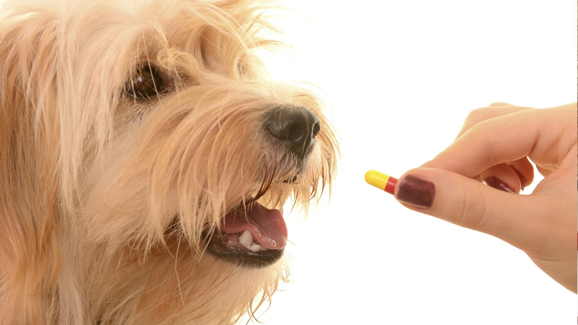 Is it safe to give your pets human medication?