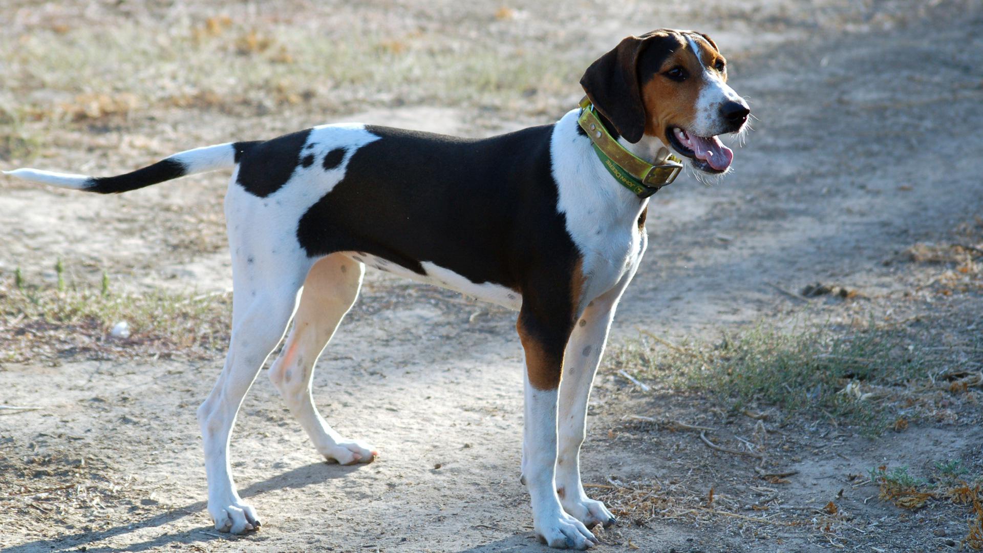Meet the breed Treeing Walker Coonhound