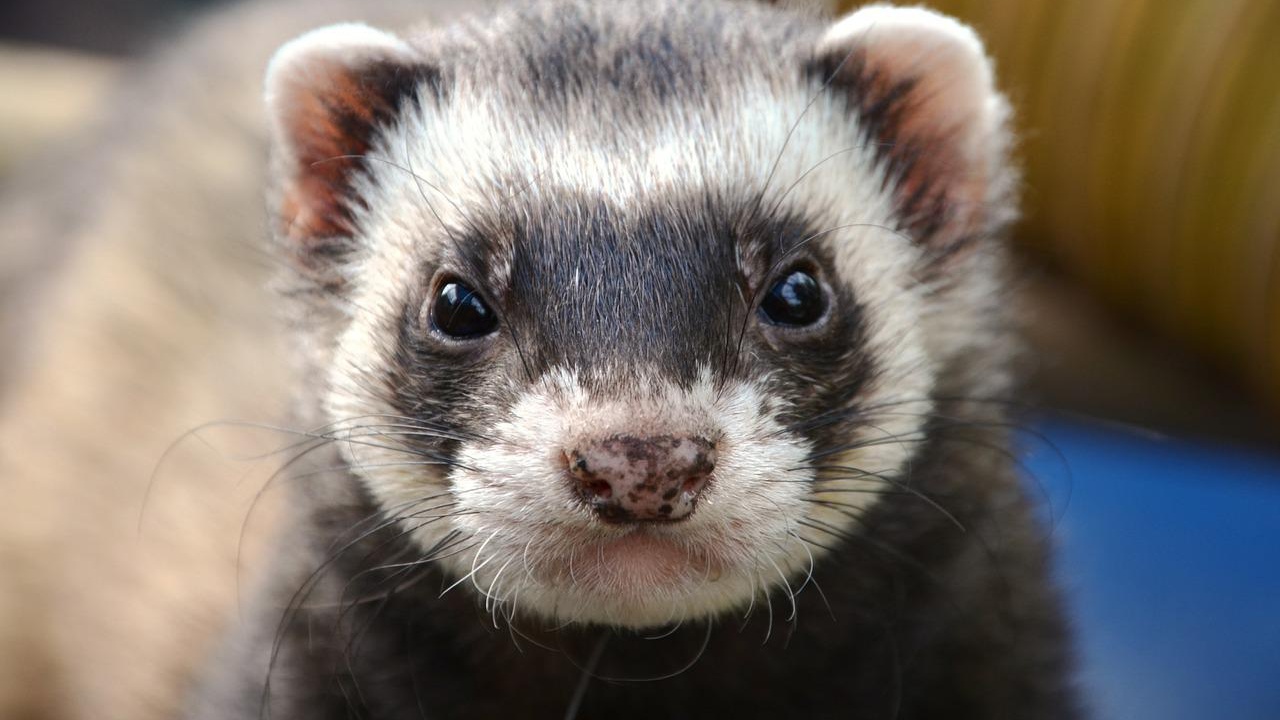 Pet ferret eats baby's face in horrifying 'freak accident' (VIDEO)