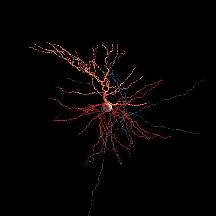 3D Rendering of Living Human Brains Cells « Adafruit