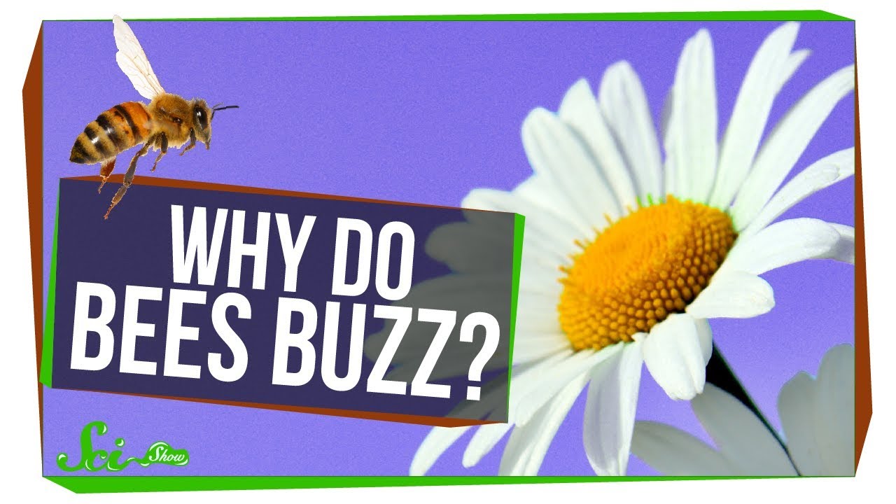 Why Do Bees Buzz? « Adafruit Industries Makers, hackers, artists