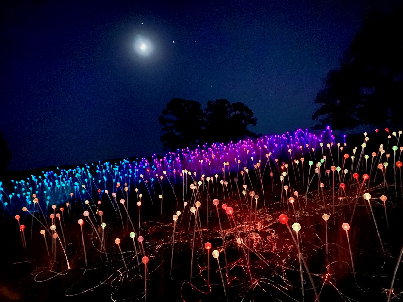 Field of Light at Sensorio — an LED Light Experience by Bruce Munro 