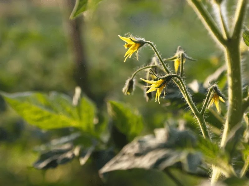 Tomatoes Flowering But No Fruit 8 Causes & How to Fix It