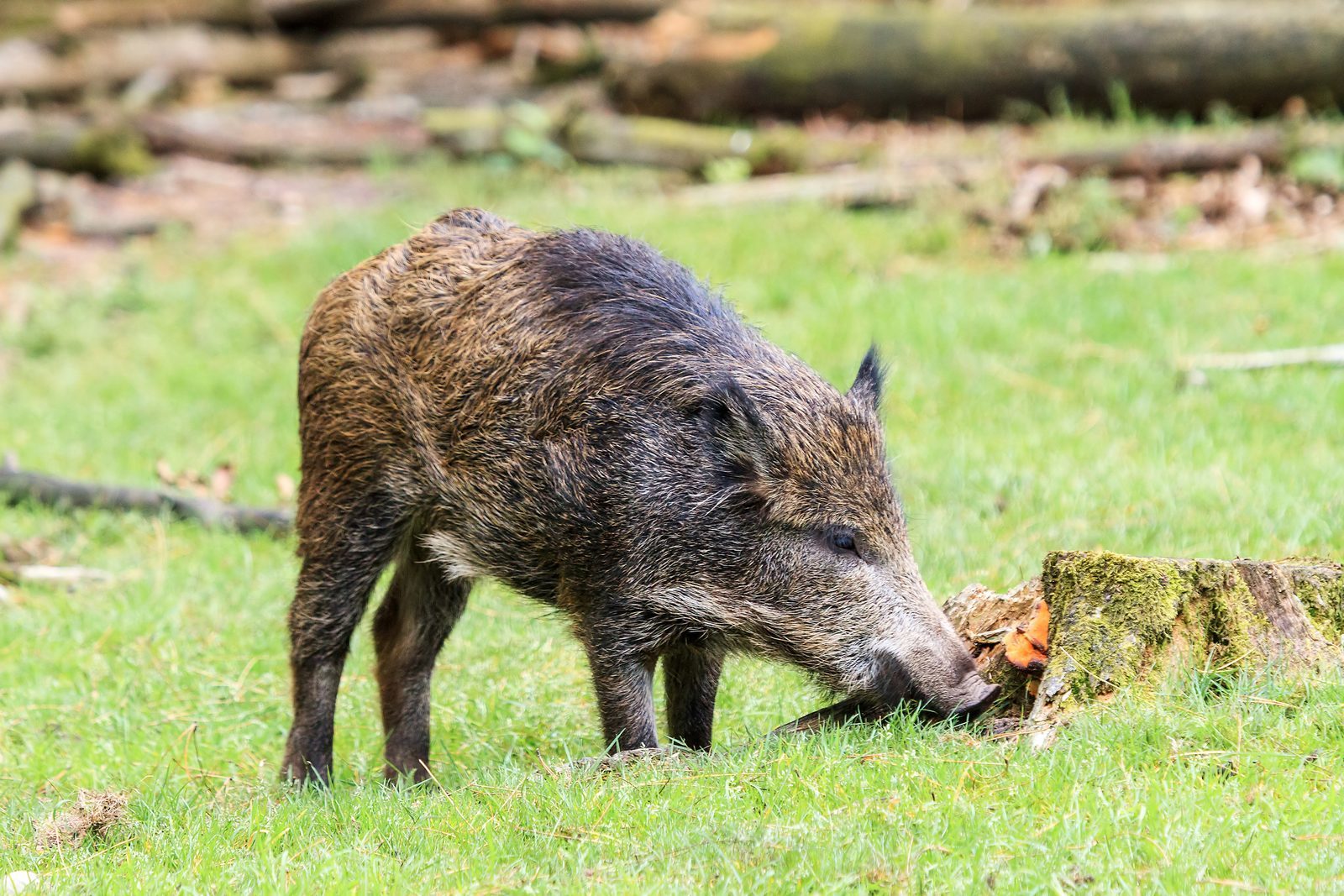 Top 6 vakantieparken op de Veluwe 🌳 TopParken