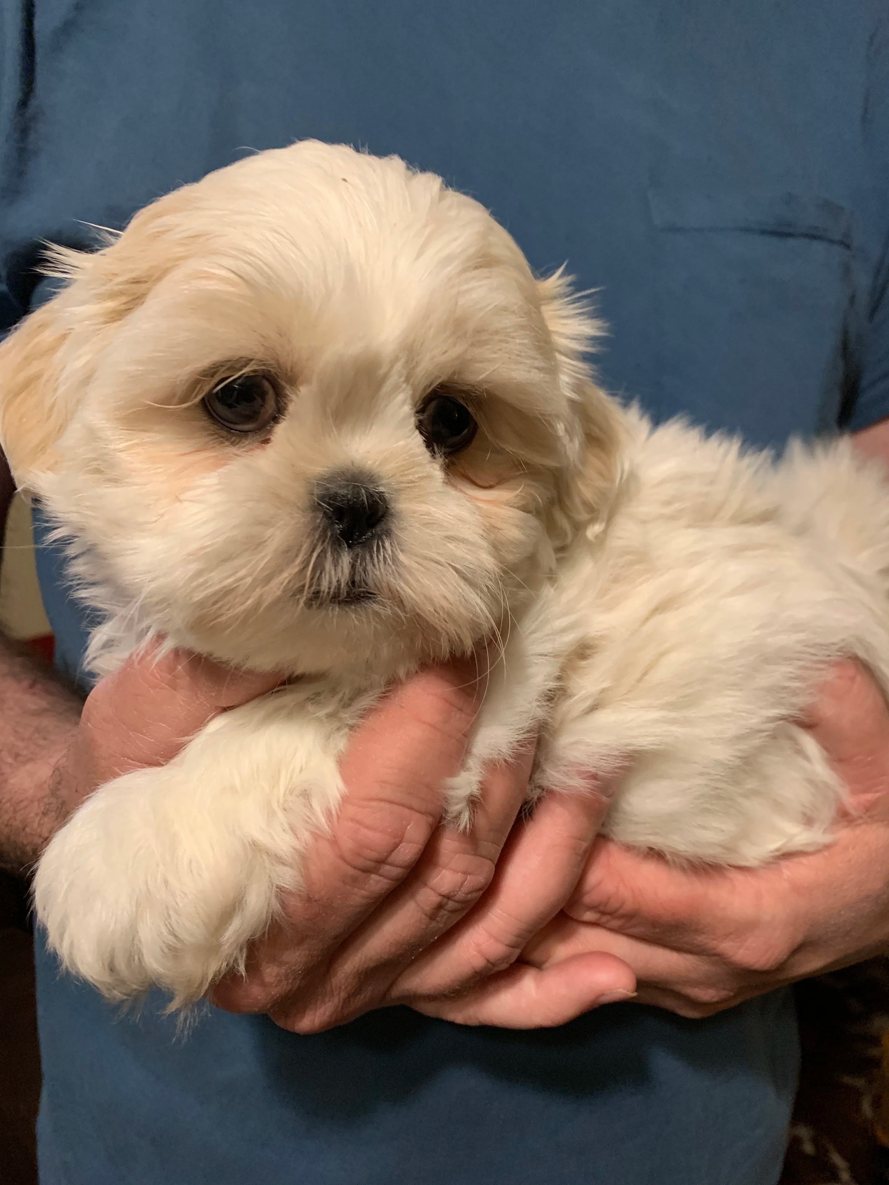 Cashmere and Parker ( her 8 week old puppy) Divine Design Shih Tzu