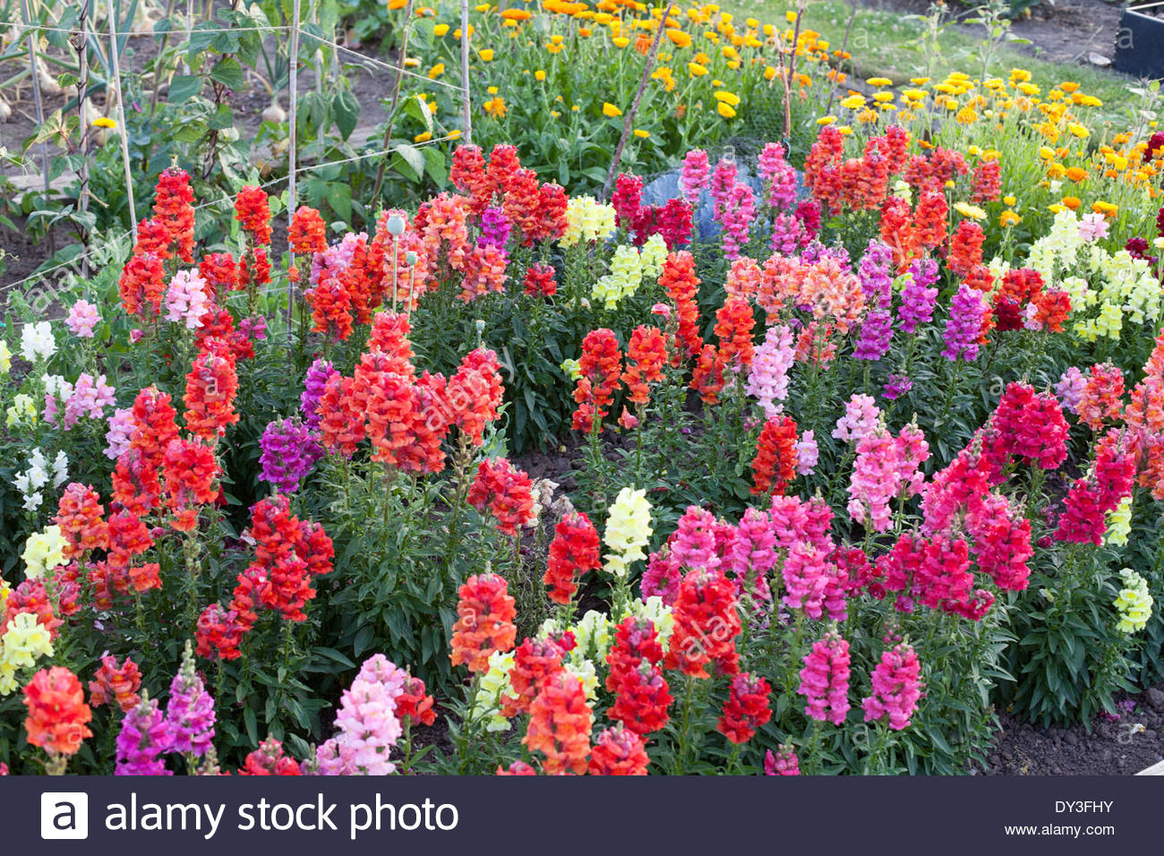 WHAT ARE THE BEST SEASONAL FLOWERS FOR SPRING 2018 Emerald Gardens, Inc.