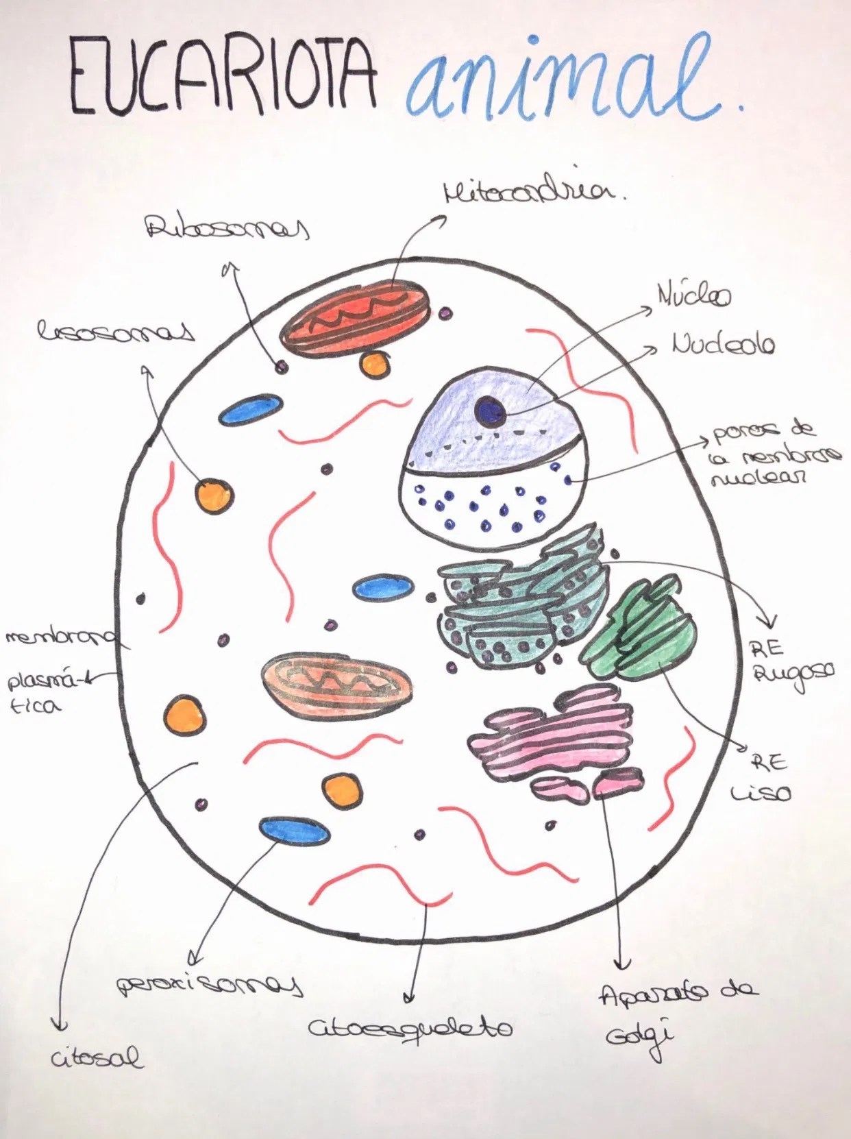TEMA 7 LA CÉLULA CITOPLASTA