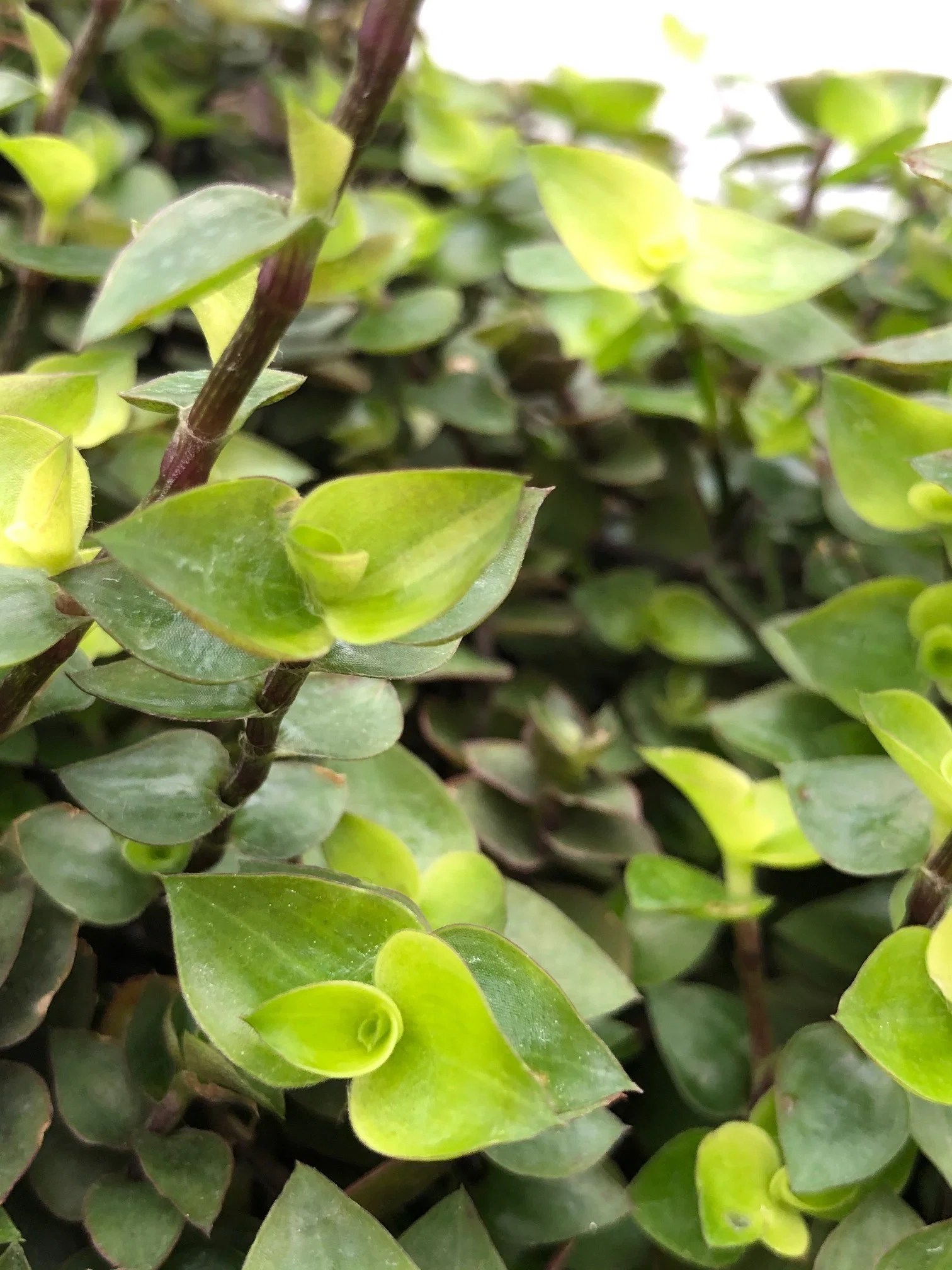 Callisia Turtle Vines