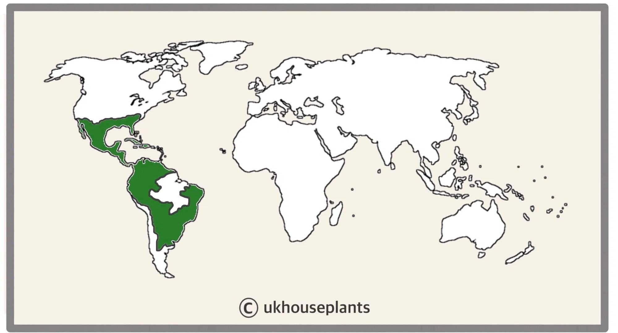 Spanish Moss Tillandsia Usneoides