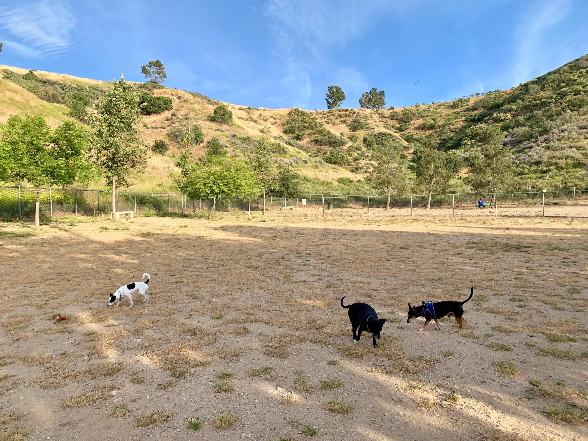 The Best Dog Parks in Santa Clarita Groom and Play