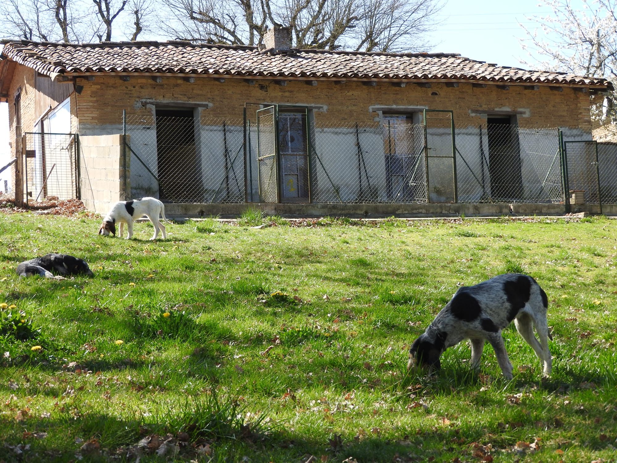 Chenils Enclos de la Ginesti
