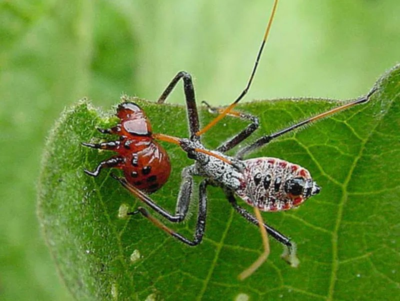 AGRICULTURE pest control