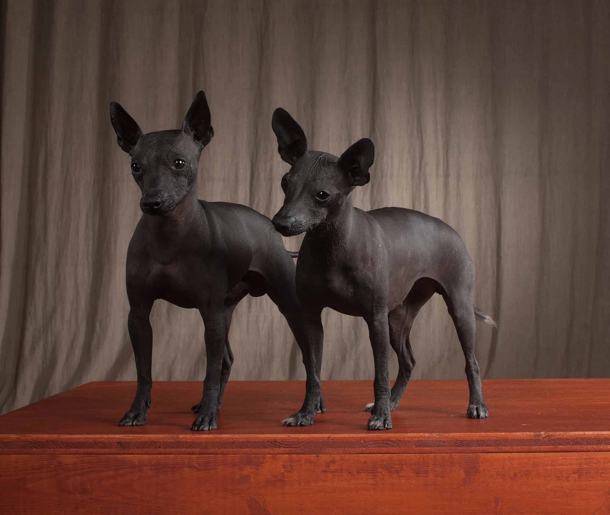 Xoloitzcuintle of Xochiquetzal's Paradise