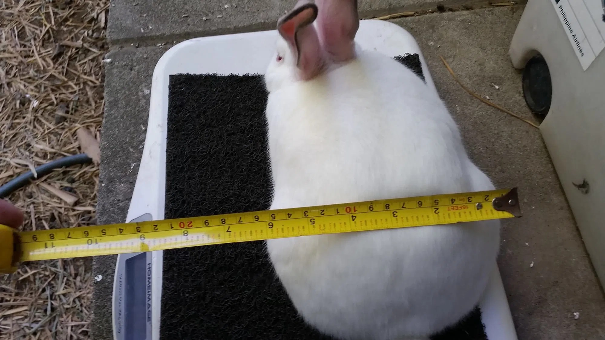 RABBITS FOR SALE Lancaster Hills Rabbitry