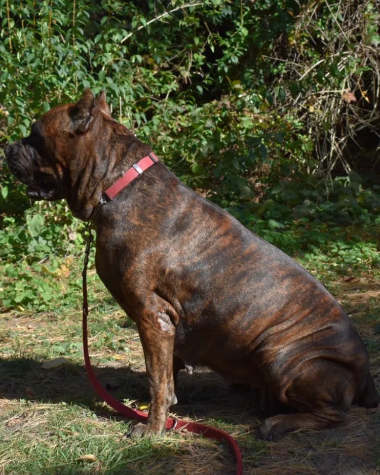  OUR FEMALE TORONTO CANE CORSO