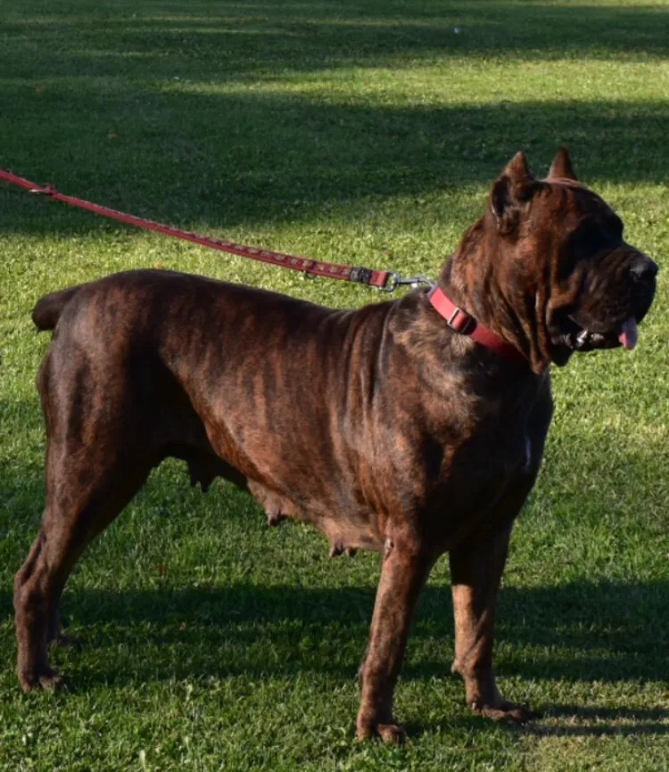  OUR FEMALE TORONTO CANE CORSO