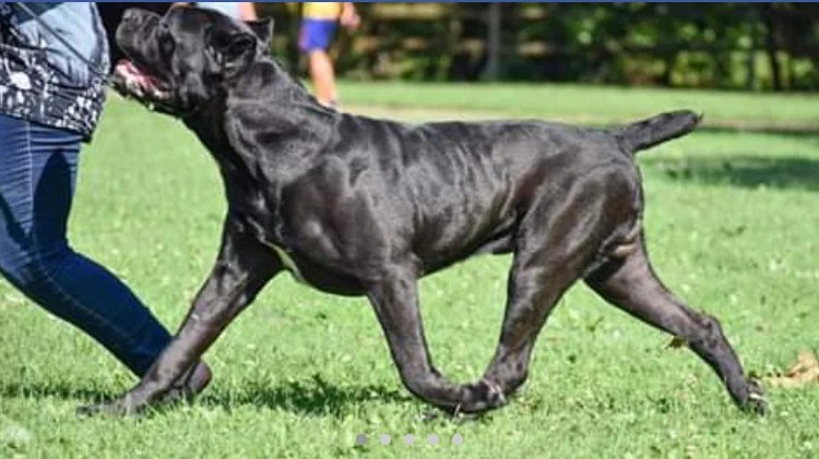 OUR LITTER NO PUPPIES AVAILABLE TORONTO CANE CORSO