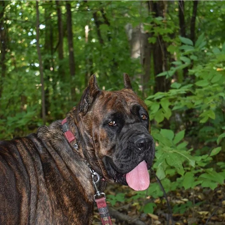  OUR FEMALE TORONTO CANE CORSO